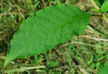 Phytolacca_americana_leaf1.jpg