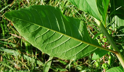Phytolacca_americana_leaf2.jpg