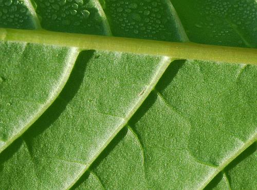 Phytolacca_americana_leaf2a.jpg