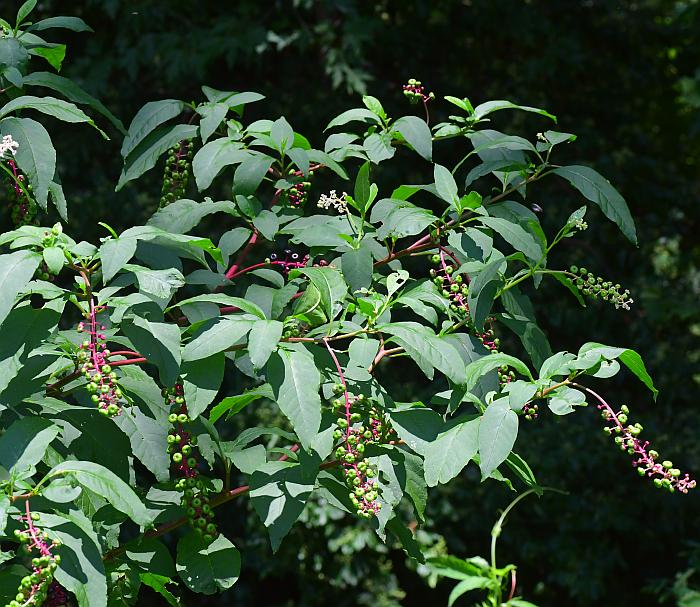 Phytolacca_americana_plant.jpg