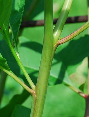 Phytolacca_americana_stem.jpg