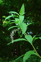 Phytolacca americana thumbnail