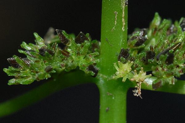 Pilea_fontana_fruits.jpg