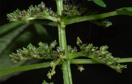 Pilea_fontana_infructescences.jpg