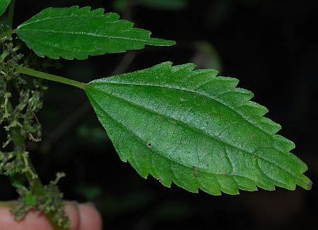 Pilea_fontana_leaf1.jpg