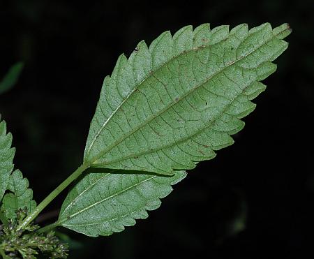 Pilea_fontana_leaf2.jpg