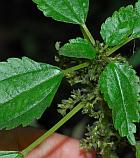 Pilea fontana thumbnail