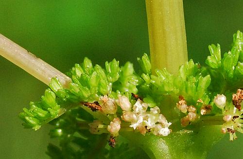 Pilea_pumila_fruits.jpg