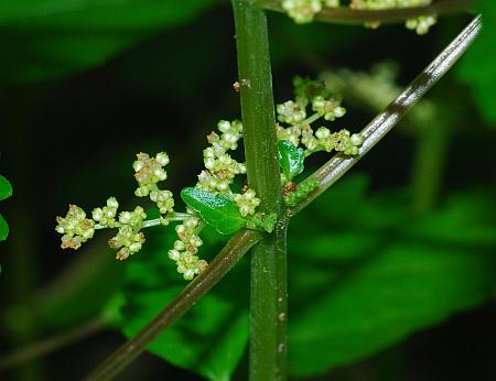 Pilea_pumila_inflorescence.jpg