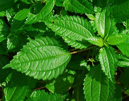 Pilea_pumila_leaf1.jpg