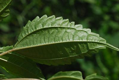 Pilea_pumila_leaf2.jpg