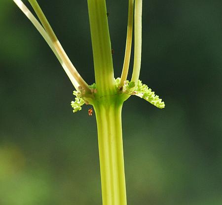 Pilea_pumila_stem.jpg