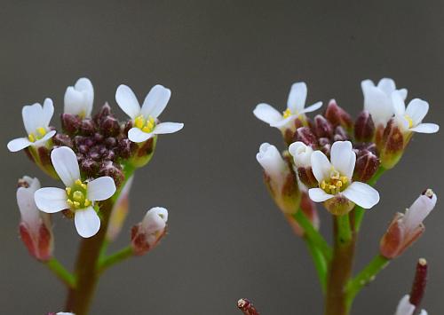 Planodes_virginicum_flower.jpg