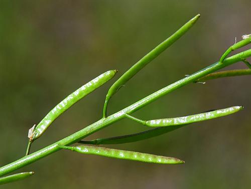 Planodes_virginicum_fruits.jpg