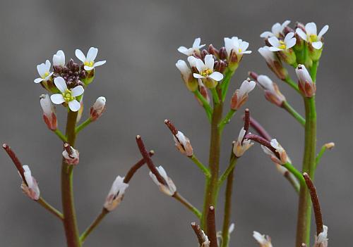 Planodes_virginicum_inflorescence.jpg