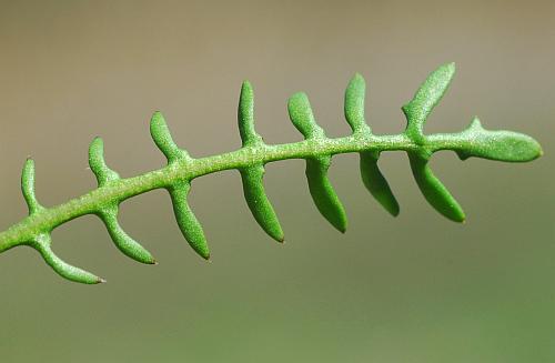 Planodes_virginicum_leaf2.jpg