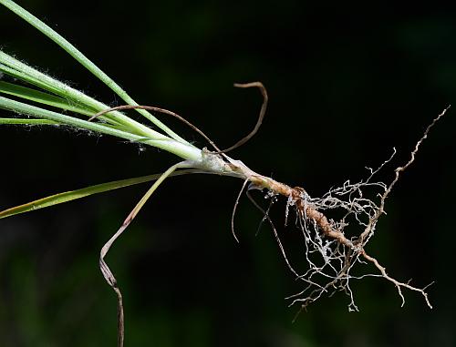 Plantago_aristata_base.jpg