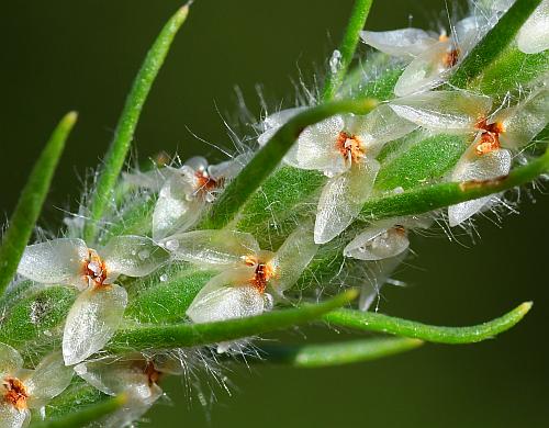 Plantago_aristata_flowers.jpg