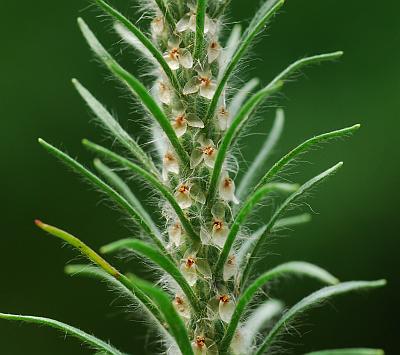 Plantago_aristata_inflorescence2.jpg