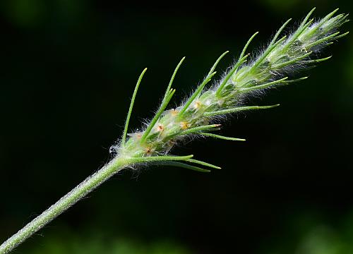 Plantago_aristata_inflorescence3.jpg