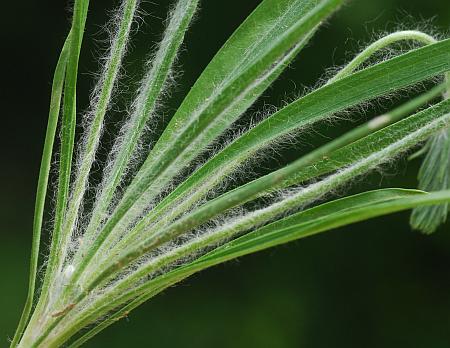 Plantago_aristata_leaves.jpg