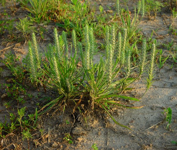 Plantago_aristata_plant.jpg