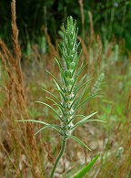 Plantago aristata thumbnail