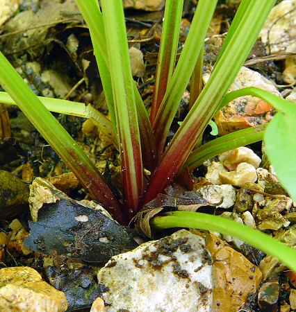 Plantago_cordata_base.jpg