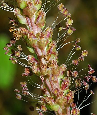 Plantago_cordata_flowers.jpg