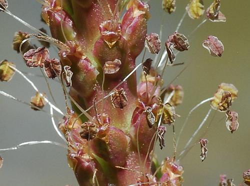 Plantago_cordata_flowers2.jpg