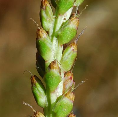 Plantago_cordata_flowers3.jpg