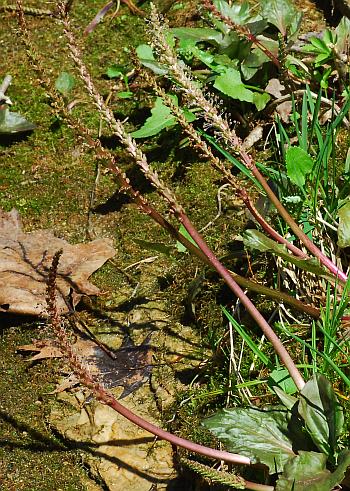 Plantago_cordata_inflorescence.jpg