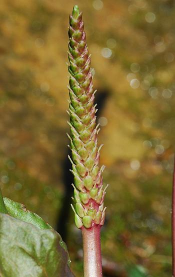 Plantago_cordata_inflorescence1.jpg