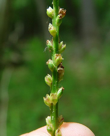 Plantago_cordata_infructescence.jpg