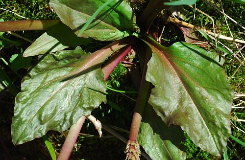 Plantago_cordata_leaf1.jpg