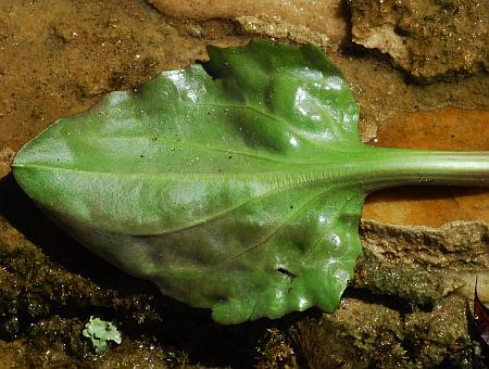 Plantago_cordata_leaf2.jpg