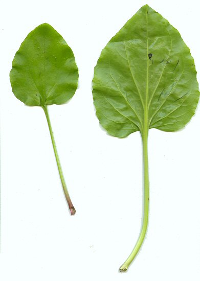 Plantago_cordata_leaves.jpg