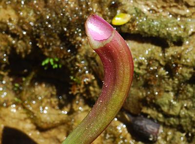 Plantago_cordata_petiole.jpg