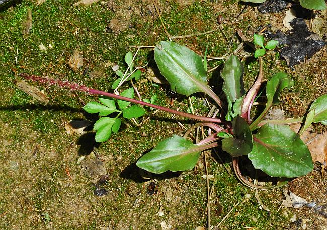 Plantago_cordata_plant.jpg