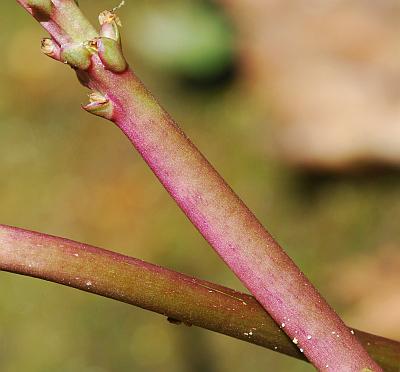 Plantago_cordata_stalk.jpg