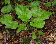 Plantago cordata thumbnail