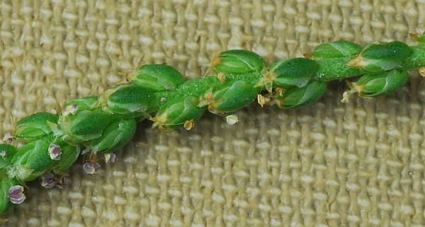 Plantago_elongata_flowers.jpg