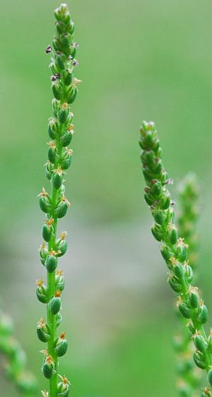 Plantago_elongata_inflorescence.jpg