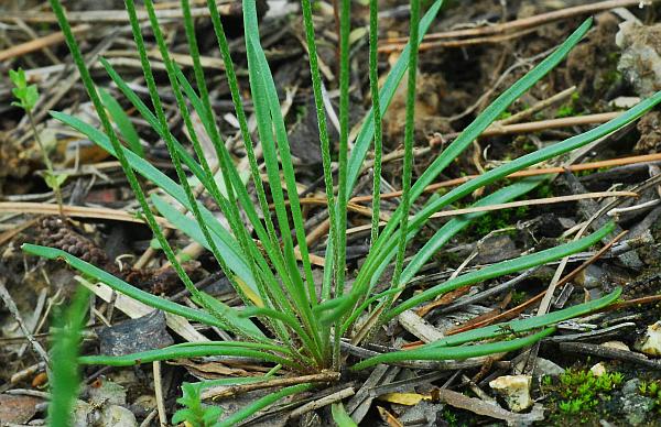 Plantago_elongata_leaves.jpg