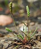 Plantago elongata thumbnail