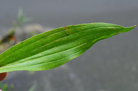 Plantago_lanceolata_leaf1.jpg