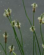 Plantago lanceolata thumbnail