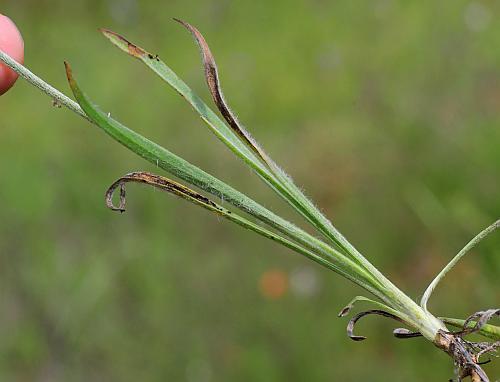 Plantago_patagonica_base.jpg