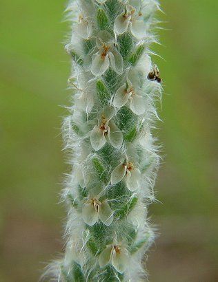 Plantago_patagonica_flowers.jpg