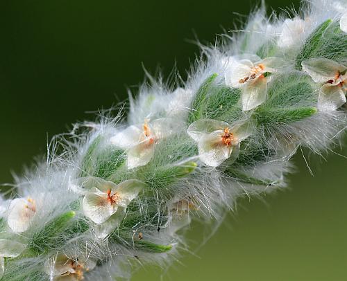 Plantago_patagonica_flowers2.jpg